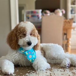 Boston - Goldendoodle