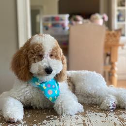 Boston - Goldendoodle