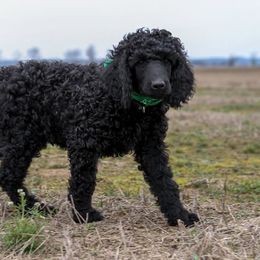Poodle Puppies from Twisted Oak Poodles