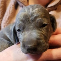 Boy 6       (blue) - Blue Weimaraner puppy in Goshen, Indiana from Miller's Weimaraners & Stud