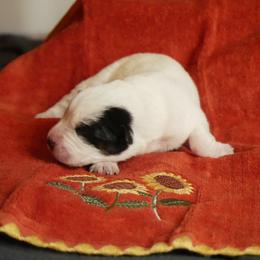 G2 - Blue female Australian Cattle Dog puppy in Buffalo Valley, Tennessee from Buffalo Valley Breeders