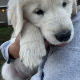 Golden Retriever Puppies from Panhandle PawsNClaws