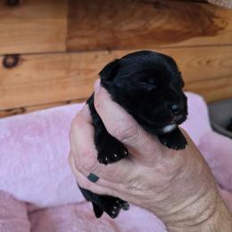 Girl 1 - Parti female Yorkshire Terrier puppy in Mountain Grove, Missouri from Precious Puppies