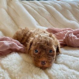 Darcy Mae - Red  female Poodle puppy in Utica, Ohio from Poodle Me Crazy
