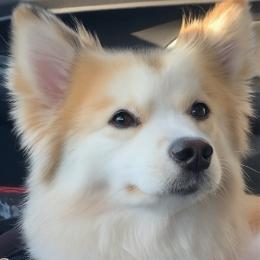 HONEY - Pomsky