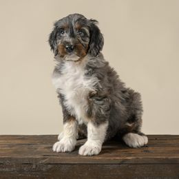 Stormy - Blue merle female Aussiedoodle puppy in Germantown, Ohio from Doodle Patch Farm