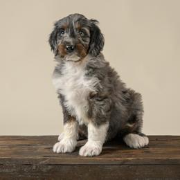 Stormy - Blue merle female Aussiedoodle puppy in Germantown, Ohio from Doodle Patch Farm