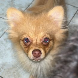 Pomeranians from Furry poms