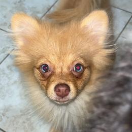 Pomeranians from Furry poms