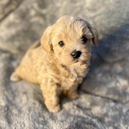 Girl 2 - Gold and white female Shihpoo puppy in Tropic, Utah from Lady Paws-Kara