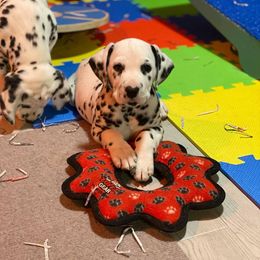 Dalmatian Puppies from Alofa Dalmatians