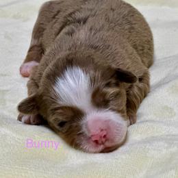 Bunny - Red merle female Aussiedoodle puppy in Charlestown, Indiana from Forever Aussies and A Doodle