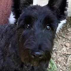 Poodles and Scottish Terriers from Central Valley Scotties