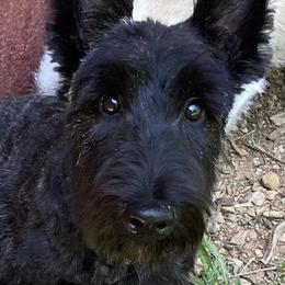 Poodles and Scottish Terriers from Central Valley Scotties
