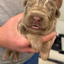 Black girl - Blue female German Shepherd puppy in Tipp City, Ohio from Urekar Haus