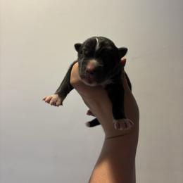 Boy 5 - Black tan and white male Siberian Husky puppy in Pelham, Alabama from Tails & Belles Dog Breeding