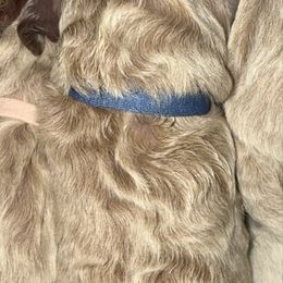 Blue Collar - Apricot male Goldendoodle puppy in Winchester, Tennessee from Mahaffey’s Doodles