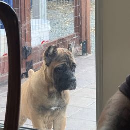 Sage green collar - Fawn male Cane Corso puppy in Morgan Hill, California from Corso Empire