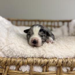 Blue Merle Female - Blue merle female Miniature Australian Shepherd puppy in Stuart, Virginia from Apple Tree Mini Aussies
