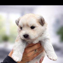 Pomsky and Siberian Husky Puppies from L.A Pomskys
