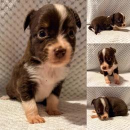 Hazel - Red tri female Toy Australian Shepherd puppy in Brooker, Florida from Honey, I Shrunk the Aussies