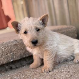 Blizzard (yellow) - Wheaten female Scottish Terrier puppy in Chattanooga, Oklahoma from Lottie Dottie Scottie’s and Papillons