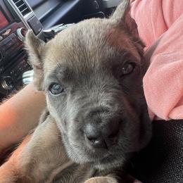 Yellow Collar - Gray and fawn female Cane Corso puppy in Kingsport, Tennessee from Gray Cane Corsos