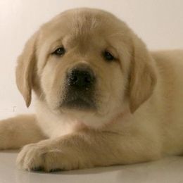 Labrador Retriever Puppies from Barefoot Labradors