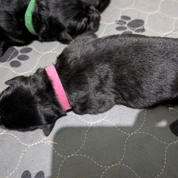 Girl 2 - Black and red female German Shepherd puppy in Stuarts Draft, Virginia from Shengulli Shepherds