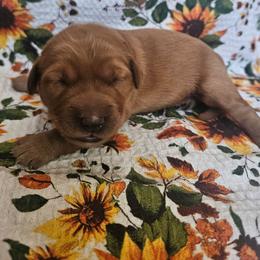 Girl 1 - Dark golden female Golden Retriever puppy in Lawtey, Florida from Rise and Shine Goldens