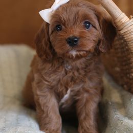 Cavapoo, Goldendoodle, and Poodle Puppies from Dlm_doodles