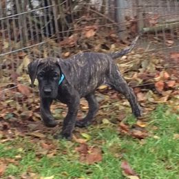 Great Dane Puppies from Daynakin Great Danes LLC