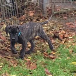 Great Dane Puppies from Daynakin Great Danes LLC