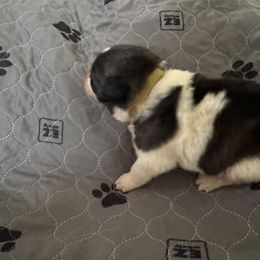 Pyrenean Mastiff Puppies from Mastini Sierra Pyrenean Mastiffs