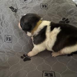 Pyrenean Mastiff Puppies from Mastini Sierra Pyrenean Mastiffs