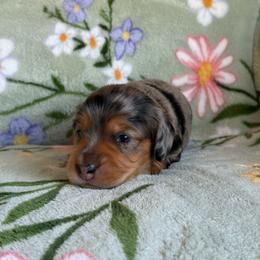 River - Dapple male Dachshund puppy in Morristown, Tennessee from Hillside Hounds