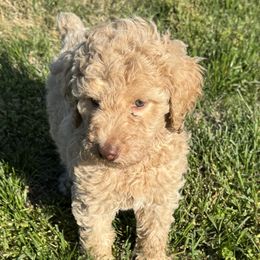 Judah - Cafe au lait Poodle puppy in Gallatin, Tennessee from BRosie 9  Standard Poodles