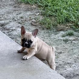French Bulldog and Olde English Bulldogge Puppies from Misfit Ranch bulldogs