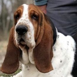 Basset Hounds from Lakeside Basset Hounds, Missouri