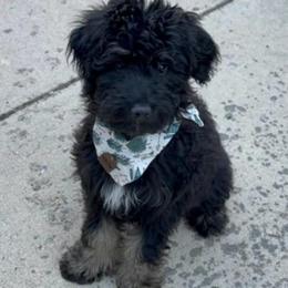 Tide - Phantom male Bernedoodle puppy in Monument, Colorado from Colorado Dreamin Doodles