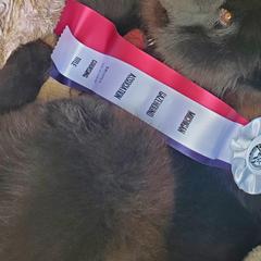 Chow Chow from Cynthia Becker