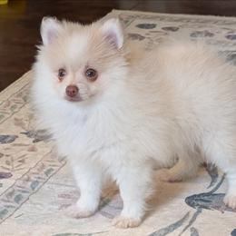 Soda Beaver Parti - Beaver male Pomeranian puppy in Danielsville, Georgia from PassionatePomPoms