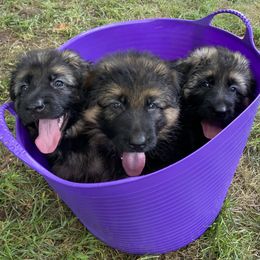 German Shepherd Puppies from Starry Night German Shepherd Dogs