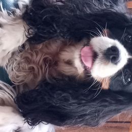 Cavalier King Charles Spaniels from Lavender Delight Cavaliers