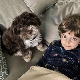 Havanese Puppies from Happy Havanese Gems