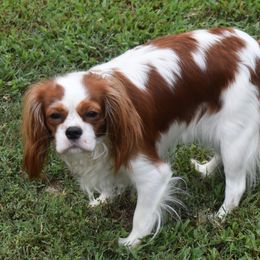 Harley - Cavalier King Charles Spaniel