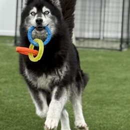 Katana - Black and white female Siberian Husky puppy in Southampton, New Jersey from First Frost Kennels