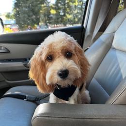 Ted - Apricot male Cavapoo puppy in Roseville, California from Lipscomb Doodles