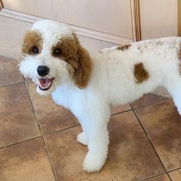 Patches - Goldendoodle