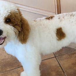 Patches - Goldendoodle